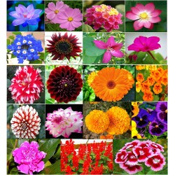 Winter Flower Seeds Combo- 20 Different Types Flower Seeds Winter Flower Seeds Combo- 20 Different Types Flower Seeds