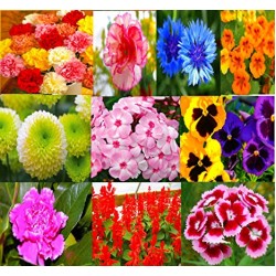 Beautiful Combo 10 Types Summer Flower Plant Seeds Combo Pack Beautiful Combo 10 Types Summer Flower Plant Seeds Combo Pack