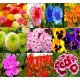 Beautiful Combo 10 Types Summer Flower Plant Seeds Combo Pack