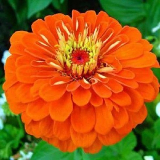 Zinnia Double Orange Color Flower Hybrid Seeds