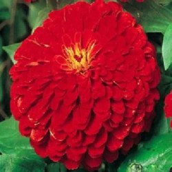 Zinnia Double Red Color Flower Hybrid Seeds Zinnia Double Red Color Flower Hybrid Seeds