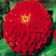 Zinnia Double Red Color Flower Hybrid Seeds
