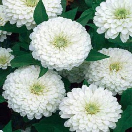 Zinnia Double White Color Flower Hybrid Seeds