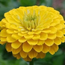 Zinnia Double Yellow Color Flower Hybrid Seeds Zinnia Double Yellow Color Flower Hybrid Seeds