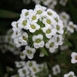 Alyssum White Flower Seeds Alyssum White Flower Seeds
