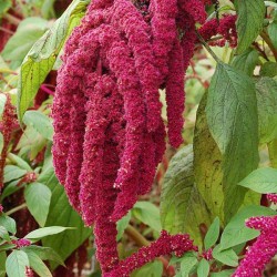Amaranthus Cadatus Red - Desi Flower Seeds  Amaranthus Cadatus Red - Desi Flower Seeds