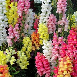 Antirrhinum Snapdragons Dragon Dog Flower Mixed Color Flower Seeds Antirrhinum Snapdragons Dragon Dog Flower Mixed Color Flower Seeds