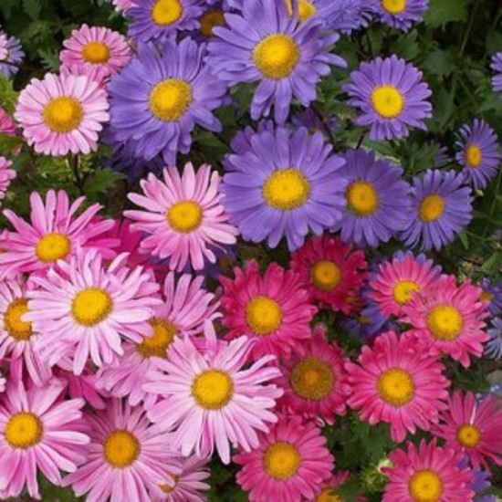 Aster Princess Mixed Color Flower Hybrid Seeds