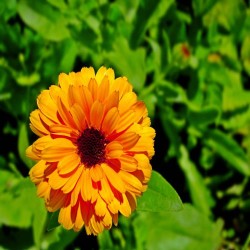 Calendula Double Mixed Color Flower Hybrid Seeds Calendula Double Mixed Color Flower Hybrid Seeds