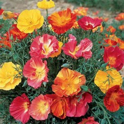 California Poppy Mix Color Flower Seeds California Poppy Mix Color Flower Seeds
