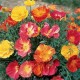 California Poppy Mix Color Flower Seeds