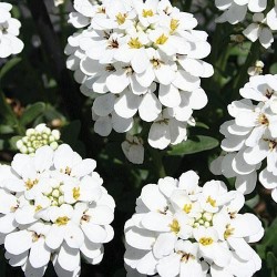Candytuft White Color Flower Seeds Candytuft White Color Flower Seeds