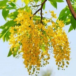 Cassia Fistula Yellow Flower Amaltas Ornamental Plant Seeds Cassia Fistula Yellow Flower Amaltas Ornamental Plant Seeds