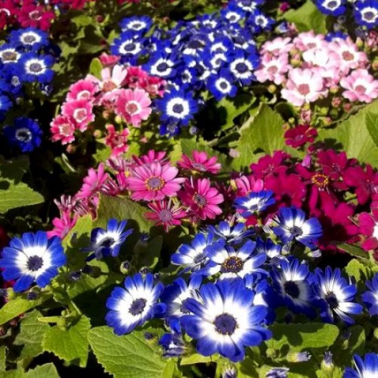 Cineraria Mixed Color Flower Seeds