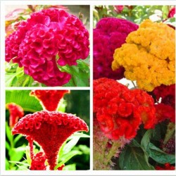 Cockscomb Mixed Color Flower Seeds Cockscomb Mixed Color Flower Seeds