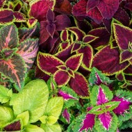 Coleus Rainbow Mixed Color Foliage Plant High Quality Flower Seeds