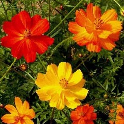 Cosmos Orange and Yellow Mix Color Flower Seeds Cosmos Orange and Yellow Mix Color Flower Seeds
