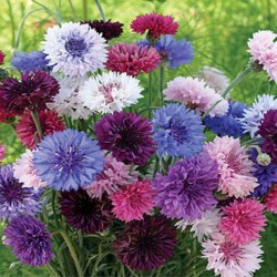 Corn Flower Mixed Color Flower Seeds Corn Flower Mixed Color Flower Seeds