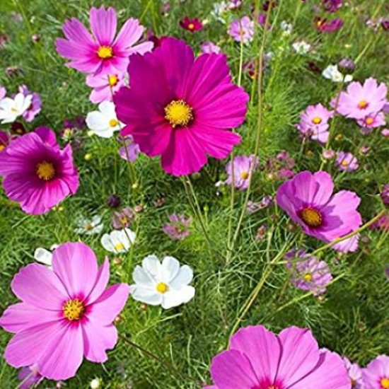 Cosmos Mixed Color Flower Seeds