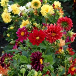 Dahlia Mixed Color Flower Seeds Dahlia Mixed Color Flower Seeds