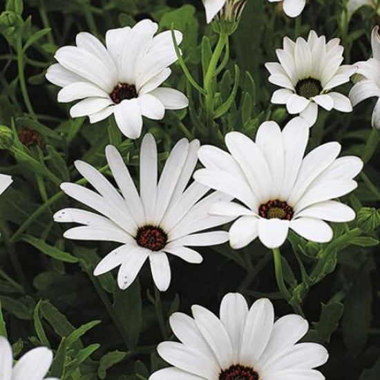 Dimorphotheca White Color Flower Hybrid Seeds