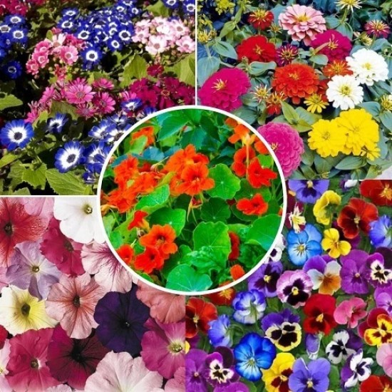 Winter Flower Seeds Combo Pack (Set of 5 Packets) | Zinnia Mix, Petunia, Pansy, Nasturtium, Cineraria