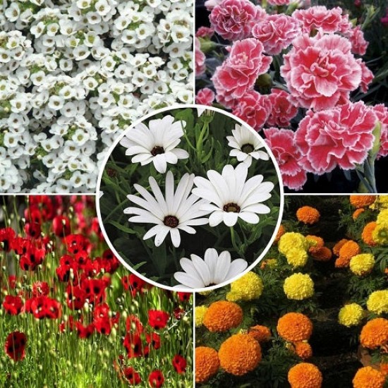 Winter Flower Seeds Combo Pack (Set of 5 Packets) | Alyssum, Dianthus, Dimorphotheca, Marigold, Poppy
