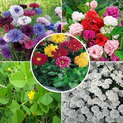 Winter Flower Seeds Combo Pack (Set of 5 Packets) | Dahlia, Bur Clover, Balsam, Candytuft, Corn Flower Winter Flower Seeds Combo Pack (Set of 5 Packets) | Dahlia, Bur Clover, Balsam, Candytuft, Corn Flower