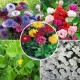 Winter Flower Seeds Combo Pack (Set of 5 Packets) | Dahlia, Bur Clover, Balsam, Candytuft, Corn Flower