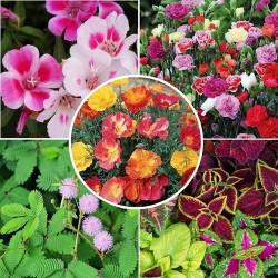 Winter Flower Seeds Combo Pack (Set of 5 Packets) | California Poppy, Carnation Giant, Coleus, Morning Glory, Godetia Winter Flower Seeds Combo Pack (Set of 5 Packets) | California Poppy, Carnation Giant, Coleus, Morning Glory, Godetia