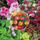Winter Flower Seeds Combo Pack (Set of 5 Packets) | California Poppy, Carnation Giant, Coleus, Chuimui, Godetia