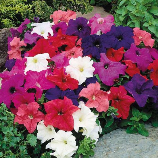Set of 10 Best Flower Seeds to Sow in Winter Season.  Set of 10 Best Flower Seeds to Sow in Winter Season.