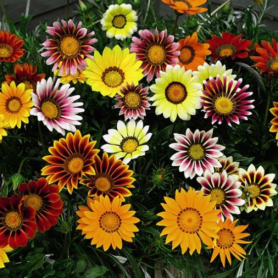 Gazania Mixed Color Flower Hybrid Seeds