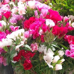 Godetia Flower Seeds for Your Home Garden Godetia Flower Seeds for Your Home Garden