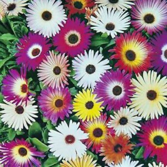 Ice Plant Mesembryanthemum Mixed Color Flower Seeds