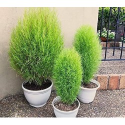 Kochia Flower Seeds – Premium Quality for Vibrant Summer Gardens Kochia Flower Seeds – Premium Quality for Vibrant Summer Gardens