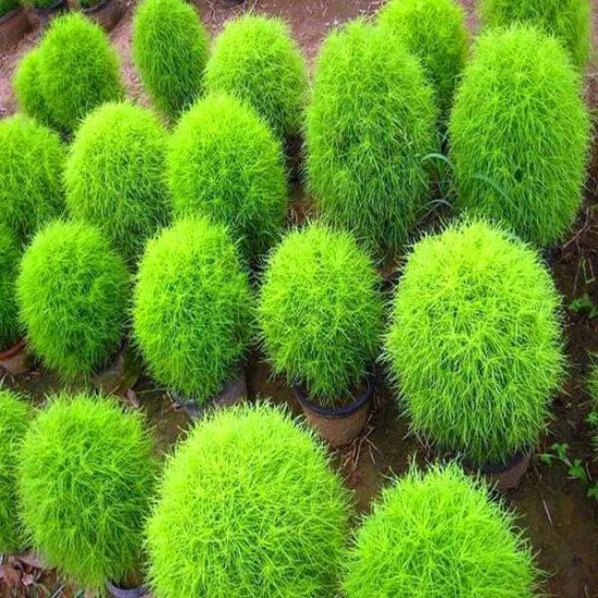 Kochia Flower Seeds – Premium Quality for Vibrant Summer Gardens Kochia Flower Seeds – Premium Quality for Vibrant Summer Gardens