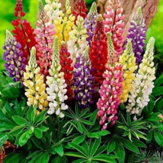 Lupins Mixed Color Flower Seeds
