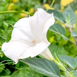 Moonflower Morning Glory White Color Flower Seeds Pack of 5 Seeds Moonflower Morning Glory White Color Flower Seeds Pack of 5 Seeds