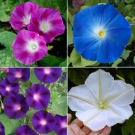 Morning Glory Ipomoea Creeper Mix Color Flower Seeds