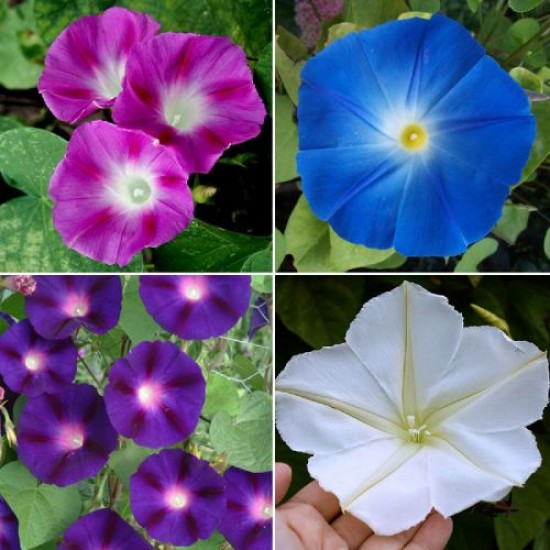 Morning Glory Ipomoea Creeper Mix Color Flower Seeds
