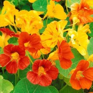 Nasturtium Alaska Mixed Color Flower Hybrid Seeds