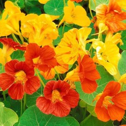 Nasturtium Alaska Mixed Color Flower Hybrid Seeds