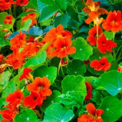Nasturtium Alaska Mixed Color Flower Hybrid Seeds