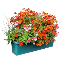Nemesia Flower Seeds - Perfect for Borders, Containers, and Hanging Baskets. Nemesia Flower Seeds - Perfect for Borders, Containers, and Hanging Baskets.