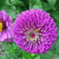 Zinnia Double Purple Color Flower Hybrid Seeds Zinnia Double Purple Color Flower Hybrid Seeds