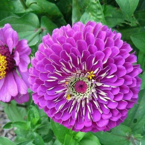Zinnia Double Purple Color Flower Hybrid Seeds