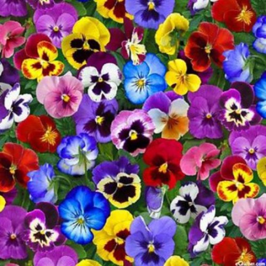 Pansy Viola Mixed Hybrid Flower Seeds
