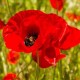 Poppy Shirley Mixed Color Flower Hybrid Seeds