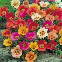 Portulaca Rainbow Hybrid Mixed Color Flower Seeds Portulaca Rainbow Hybrid Mixed Color Flower Seeds